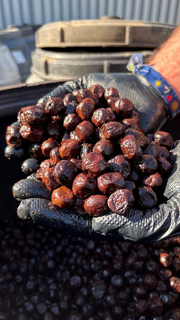 ACEITUNAS DESIDRATADAS